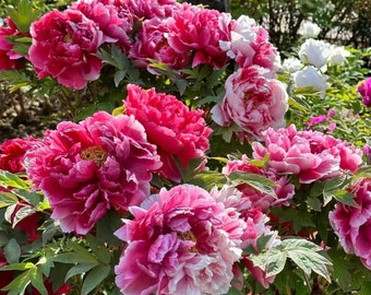 Rare TREE PEONY Hot Pink Shade Tolerant Cold Hardy Flowering Plant