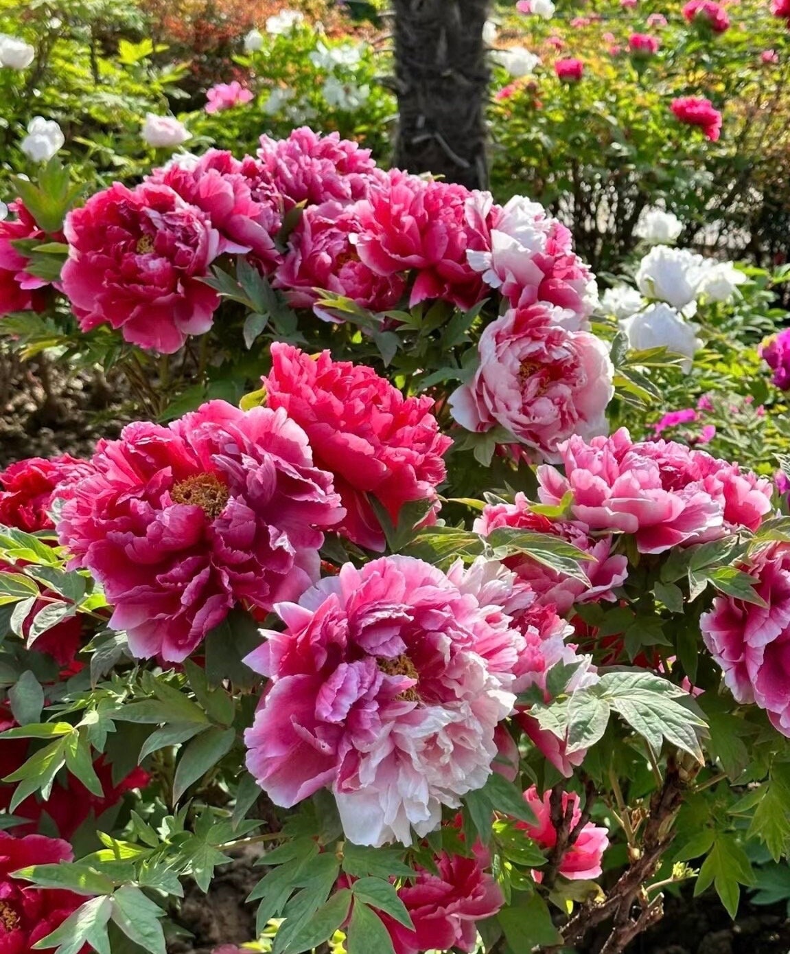 Pre- Order Tree Peony “shima Nishiki Peony ”岛锦 Bare Root