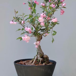 Crabapple Bonsai - Etsy