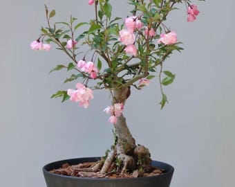 Siberian Crabapple, Malus Baccata, Bonsai, 50+ Seeds, Fresh 2025 Harvest  FREE SHIPPING - Etsy