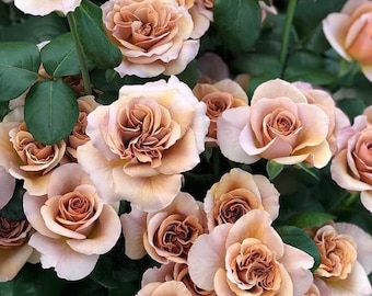 Miyabi Cha – Beige & Apricot Japanese Florist Rose (own Root) - Etsy