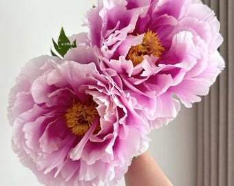 May include: Two large, ruffled peony flowers with vibrant pink and light purple petals. The centers of the blooms feature dense, bright yellow stamens. A few small green leaves are visible near the base of the flowers, which have a soft, layered appearance.