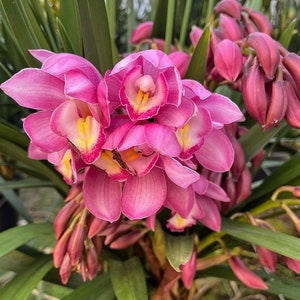 Cymbidium Orchid"Beautiful Queen"/ 670 艳后Live plant in a nursery pot.