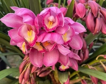 Cymbidium Orchid"Beautiful Queen"/ 670 艳后Live plant in a nursery pot.