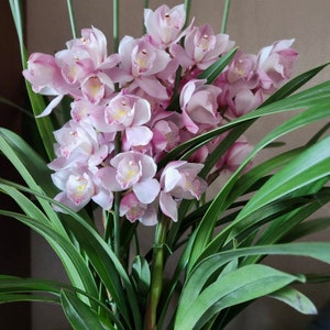 Cymbidium Orchid &quot;Fu Niang&quot;/福娘 Live plant in a nursery pot. No flowers now.