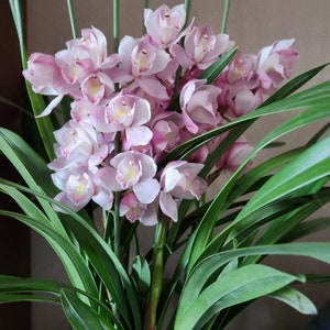 Cymbidium Orchid "Fu Niang"/福娘 Live plant in a nursery pot. No flowers now.