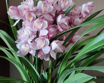 Cymbidium Orchid "Fu Niang"/福娘 Live plant in a nursery pot. No flowers now.