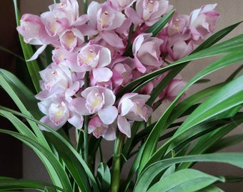 【未使用品】シンガポール $5 Dendrobium Crumenatum 銀貨 未使用品】シンガポール Dendrobium Crumenatum 銀貨 5 Dollars