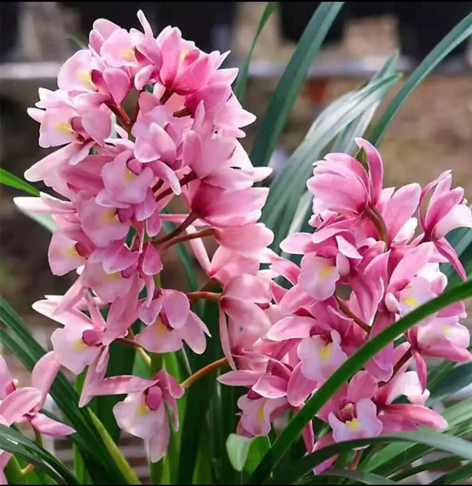 Cymbidium Orchid “Cherry Blossom” / 粉红樱花 3-5 seedlings /bareroot