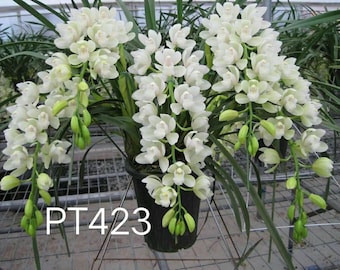 Cymbidium orchids Snow White /踏雪 live plant in a 4 inches nursery pot. Flowering size.