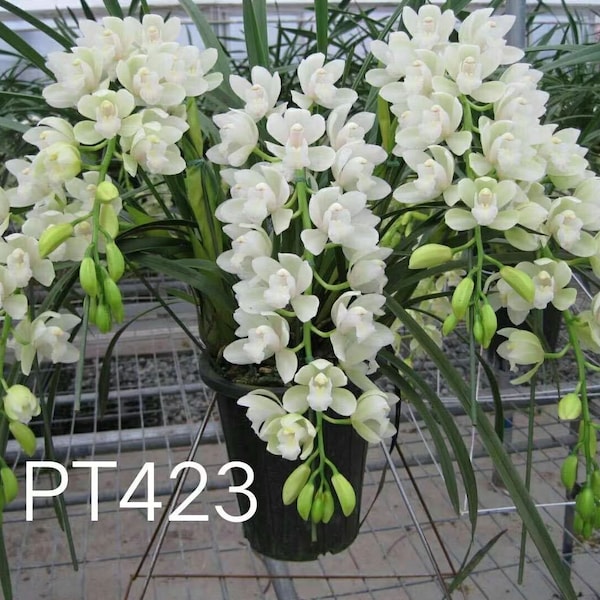 Cymbidium orchids Snow White /踏雪 live plant in a 4 inches nursery pot. Flowering size.