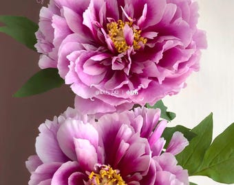 May include: Two large, vibrant peony flowers with layered, ruffled petals in shades of magenta, pink, and white. The centers feature bright yellow stamens, surrounded by deep green, serrated leaves. Text overlays include Dw_Du and @DU_DU.