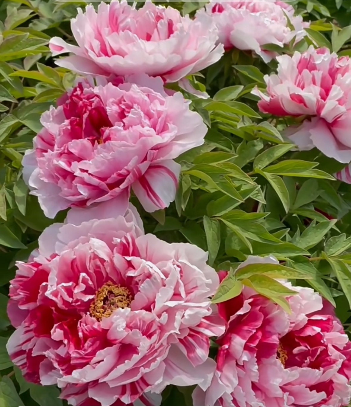 peony_lily ♡ERMANNO SCERVINO ワンピース♡ ERMANNO SCERVINO(エルマノシェルビーノ ) ワンピース(レディース