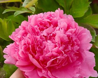 Tree Peony “ 廉田锦/藤染衣/kamada-nishiki”bare Root With 2-3