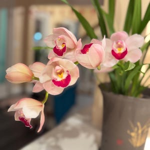 May include: A close-up of a potted orchid with soft pink petals and vibrant red and yellow centers. The flowers are in full bloom, with green leaves and stems. The dark brown pot has gold accents.