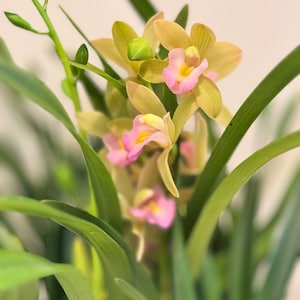 Cymbidium orchid /日本香兰 live plant, no flowers now.