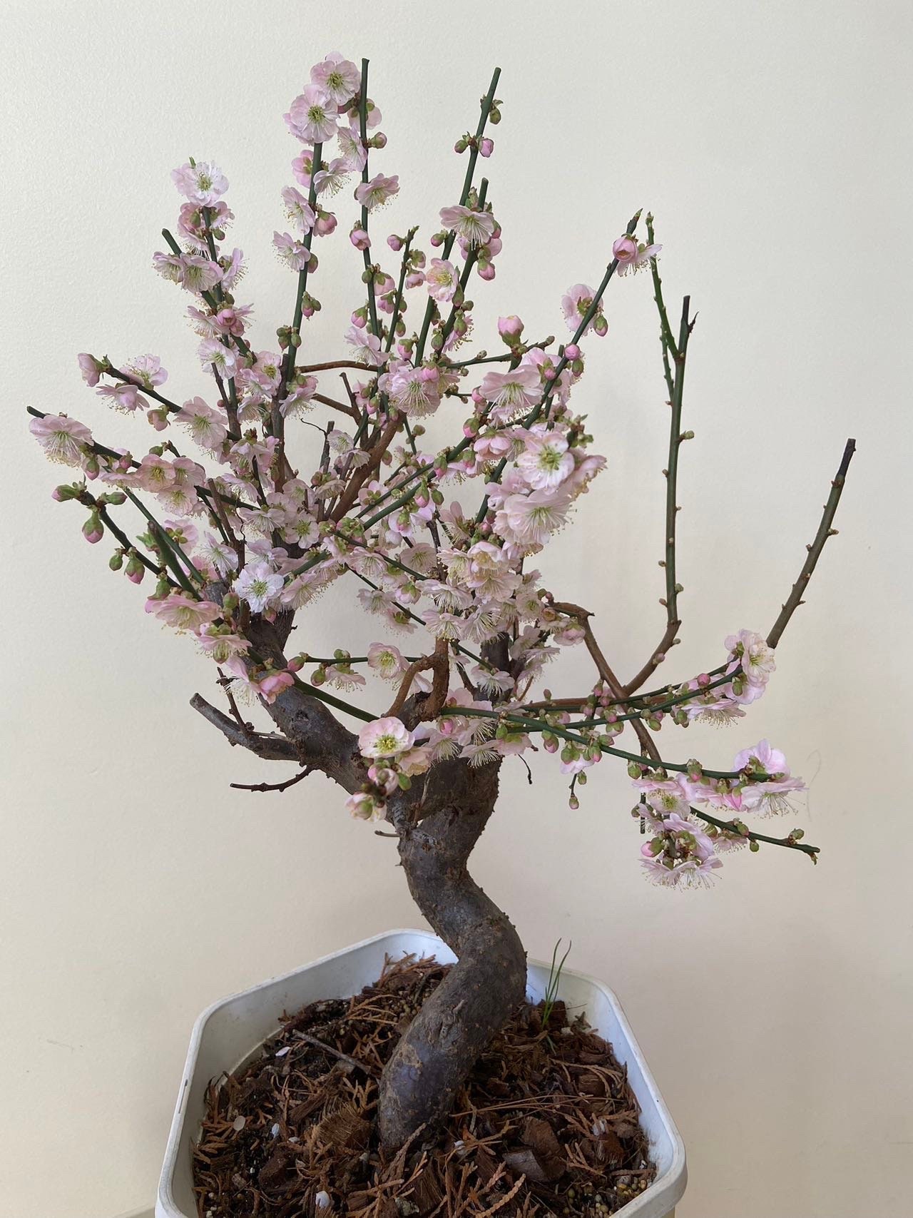 Strongly Fragrant Flowering Ume Tree Bonsai "palace Pink" / Bare Root.  Ship in March-april 2026 - Etsy