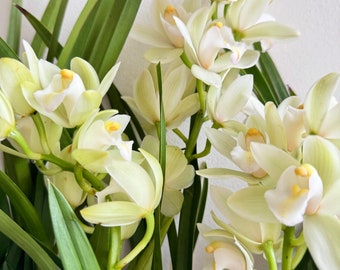 Cymbidium orchid/白玉香兰live plant in a 4 inches nursery pot. Flowering size.