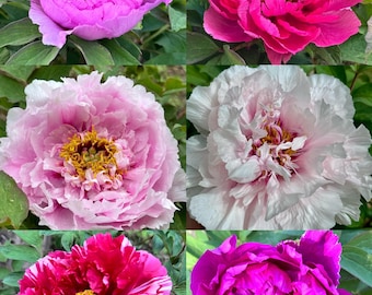 Tree Peony “ 廉田锦/藤染衣/kamada-nishiki”bare Root With 2-3