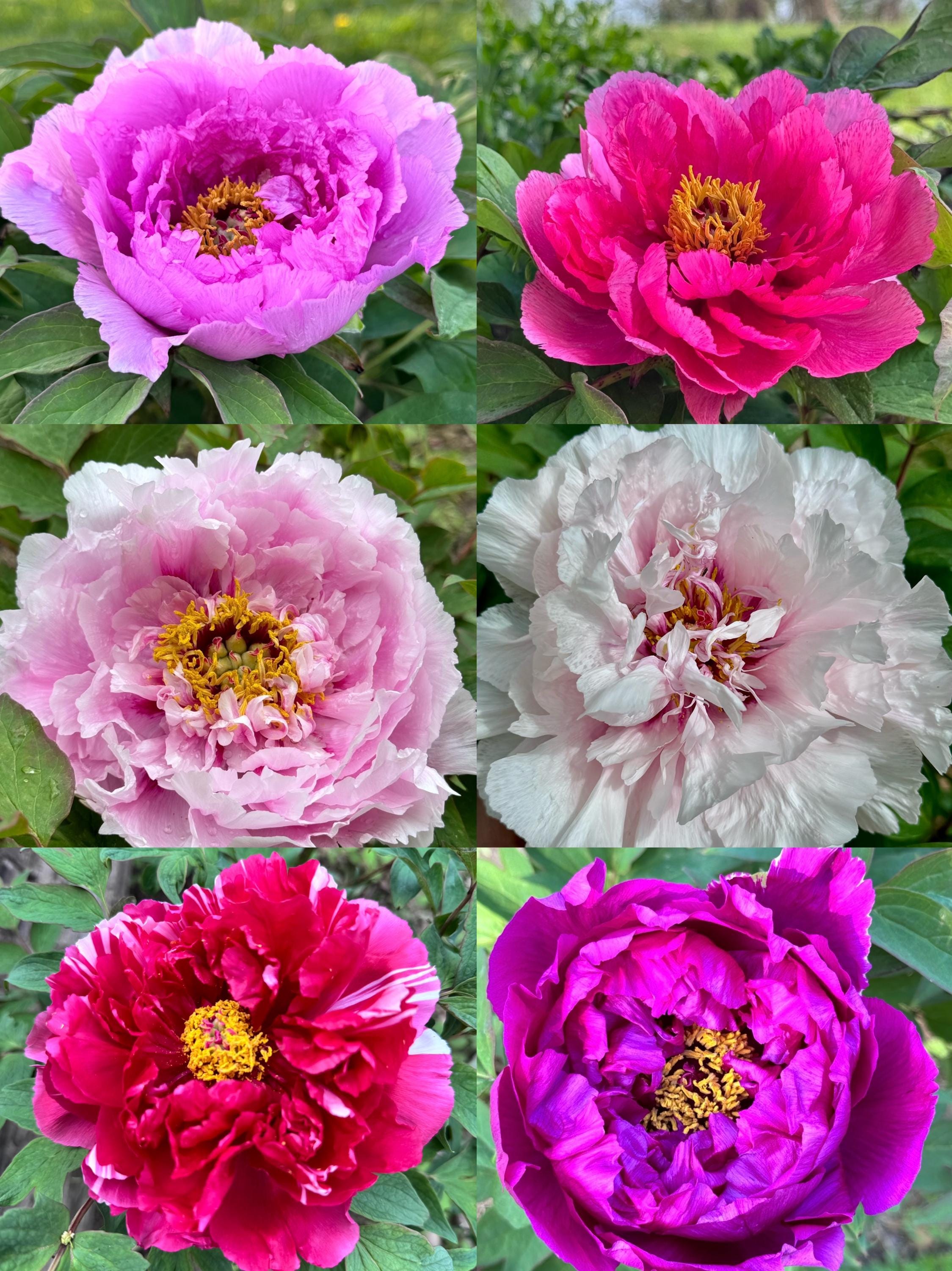 Pre-sell-tree Peonies / Random Variety /bare Root With 2-3