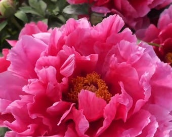 May include: Close-up of vibrant pink peony flowers in full bloom. The petals are layered and ruffled, with a golden-yellow center. Green leaves provide a backdrop. The image showcases the beauty of nature and floral arrangements.