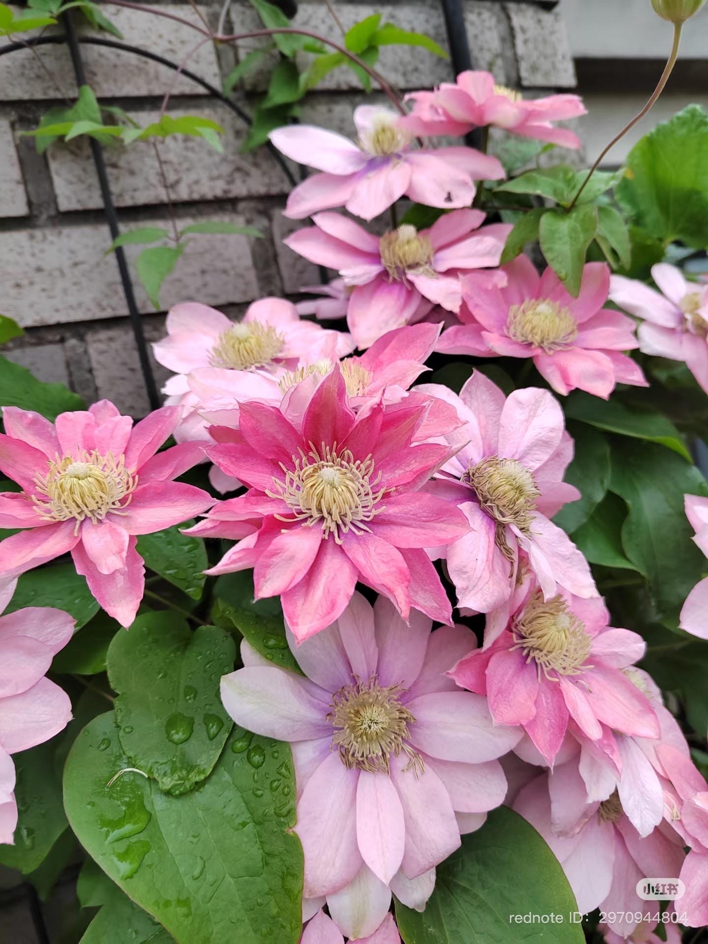 ⭐*み様 リトルマーメイド　アビスフラワー　SPL Clematis” Little Mermaid”/”小美人鱼” Bare Root - Etsy