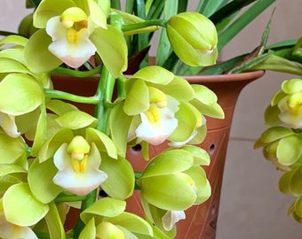 Cymbidium Orchid"Jade"/翠玉Live plant in a nursery pot. No flowers now.