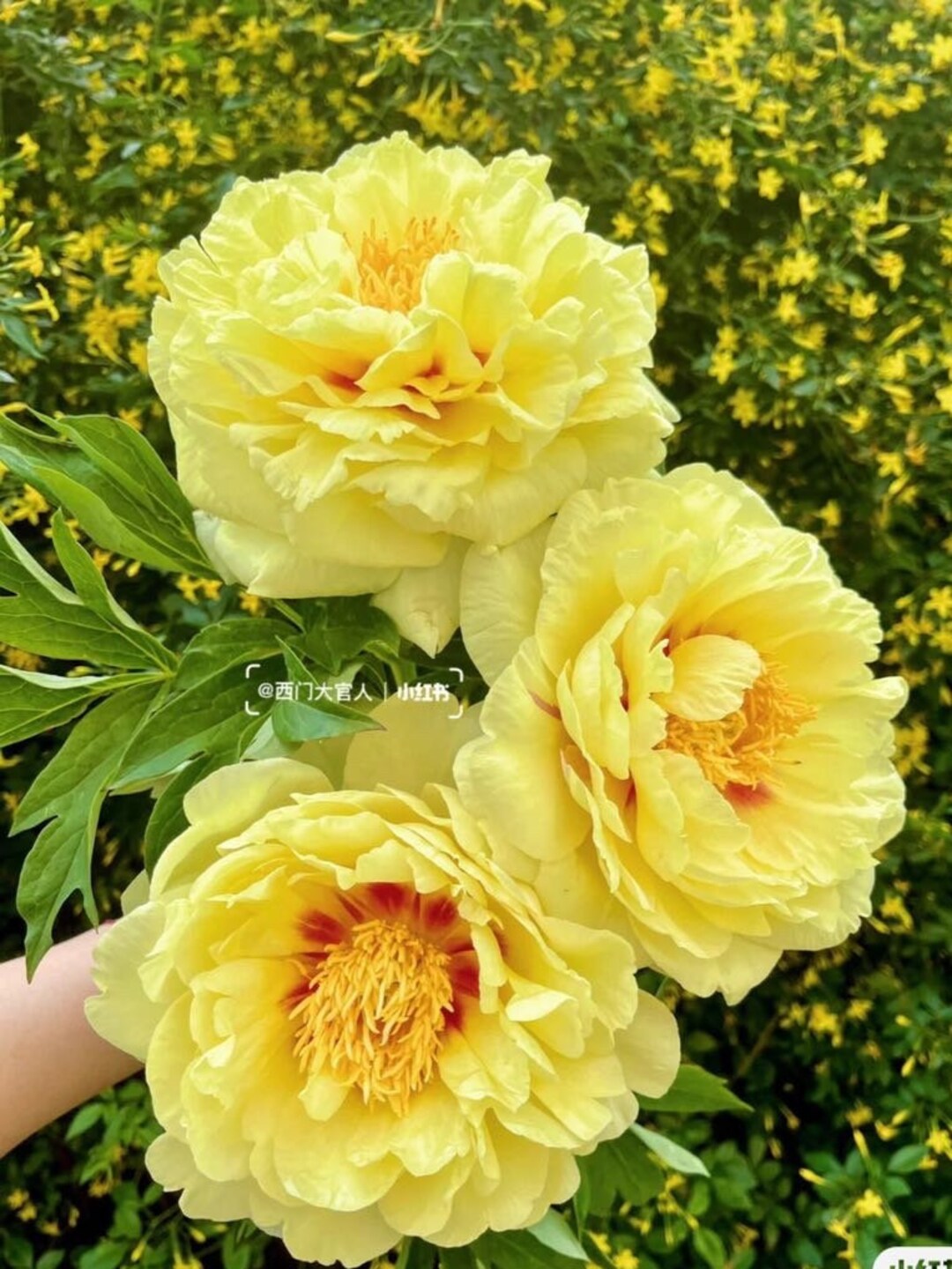 Paeonia Itoh "bartzella" Fragrant Intersectional Peony. 1 Large Bare