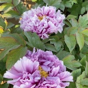 Tree peony “ 廉田藤”bare root with 2-3 branches
