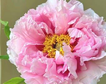 May include: A close-up of a large, pink peony flower with ruffled petals and a yellow center. The flower is in full bloom, showcasing its delicate layers and textures. Green leaves are visible at the base of the flower. The image includes Chinese text.