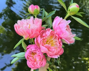 Puede incluir: Un ramo de peonías de color rosa vibrante que presenta varias flores completamente abiertas con pétalos ondulados y centros amarillos, acompañadas de dos capullos verdes cerrados y varias hojas verdes en tallos largos.