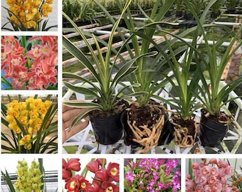 Cymbidium orchid/蕙兰live plant. No flowers now.shipped with bare root.