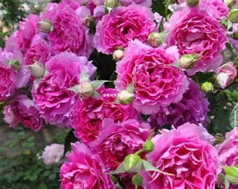 Bare root rose plant Sheherazad/天方夜谭