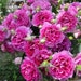 see more listings in the Roses plants  section