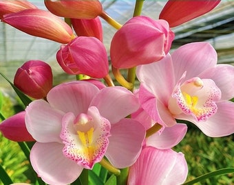 Cymbidium Orchid"candlelight"/ 烛光Live plant in a nursery pot.  No flowers now.