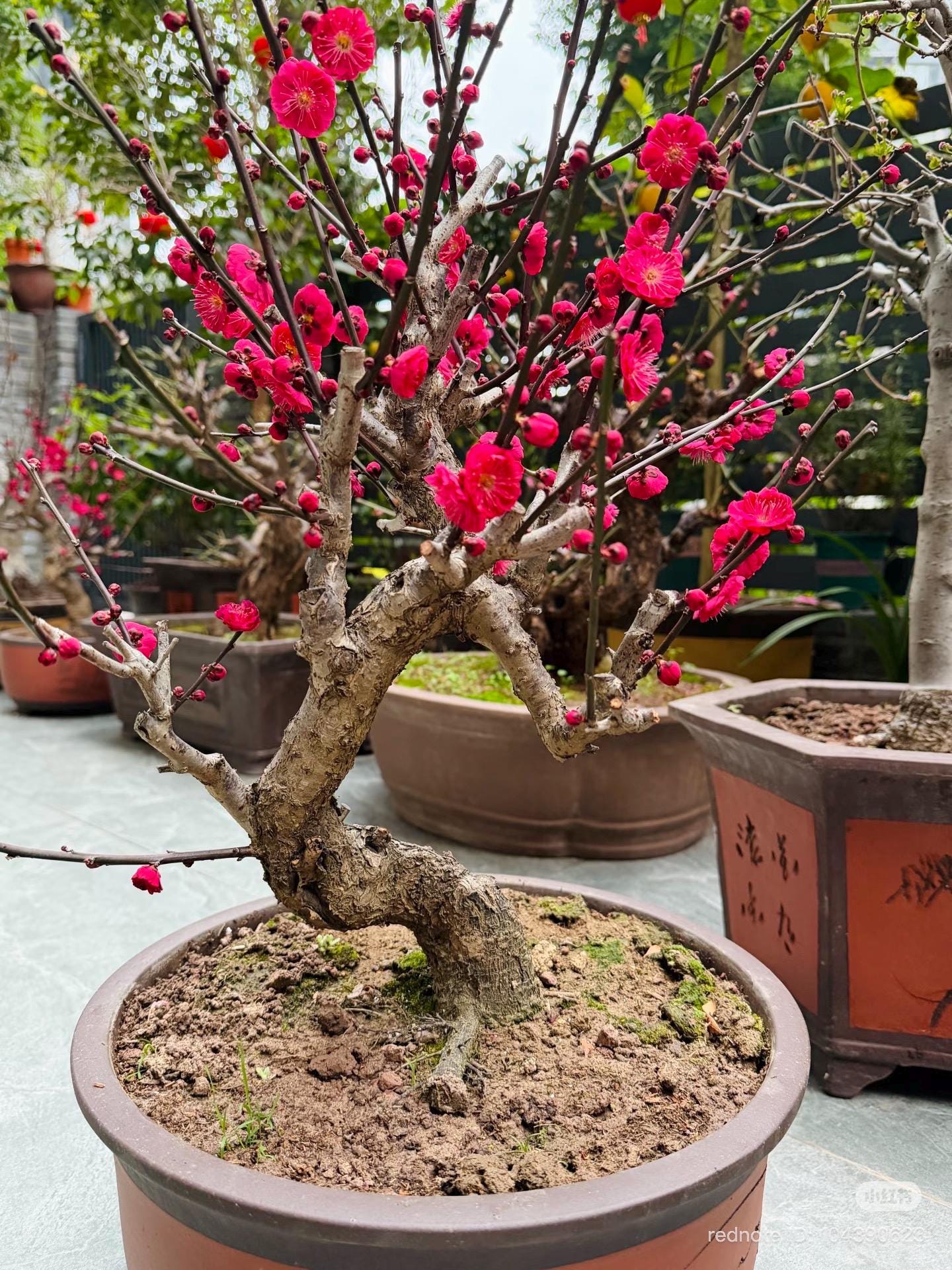 梅子/5 Japanese Plum/ume Wuyu Yu (乌羽玉) 5-year Mature Bonsai Old Trunk