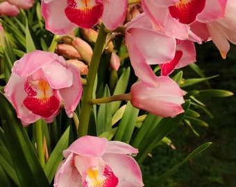 Cymbidium orchids“Pink Jade ”/粉玉 Live plant in a nursery pot. One gallon size. No flowers now. NEW