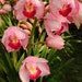 see more listings in the Orchid plants  section