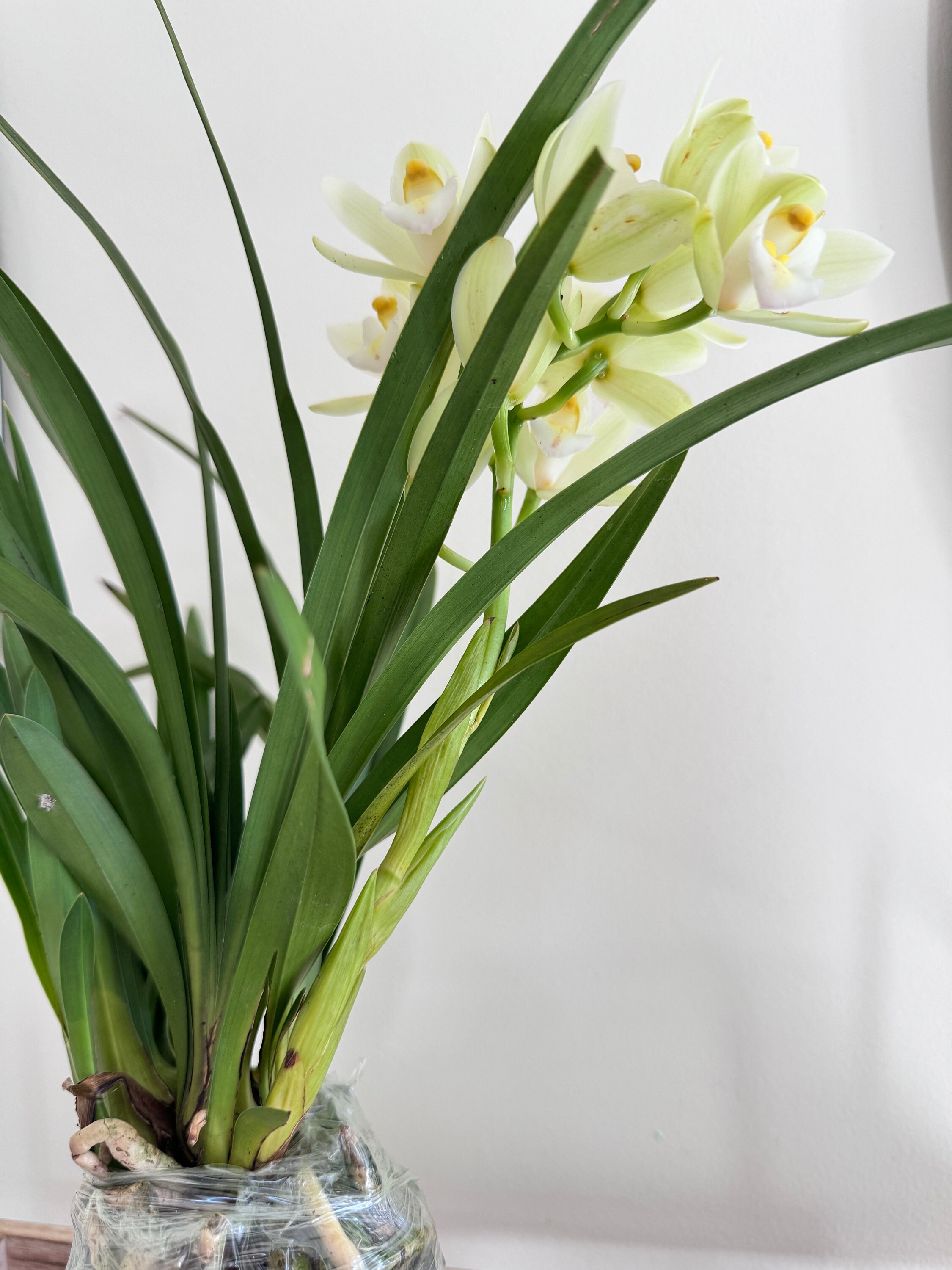 Kunstplant Agave in pot grijs-groen H 57 cm kopen