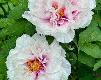 May include: Two large, fully bloomed peonies with white petals edged in pink and a deep pink center. The flowers have yellow stamens and are surrounded by green leaves. Water droplets are visible on the petals.
