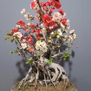 bonsai grape tree Twisted Grape Wood Bonsai Tree  MossArtInstallations
