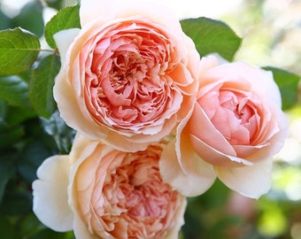 May include: Close-up of several peach-colored roses in full bloom. The petals are tightly packed, creating a layered effect. Green leaves surround the flowers, with a blurred background of more greenery and sunlight.