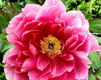 May include: A large, vibrant pink peony flower with numerous ruffled petals and a dense, textured center of bright yellow stamens. The bloom is surrounded by deep green, serrated leaves that provide a natural contrast to the petals.