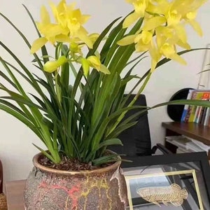 Cymbidium orchid/黄金小神童 live plant in a nursery pot. No flowers now.