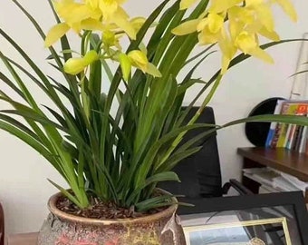 Cymbidium orchid/黄金小神童 live plant in a nursery pot. No flowers now.