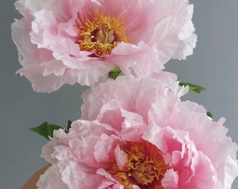 May include: Two large, ruffled pale pink peony flowers with delicate, thin petals and prominent, bright yellow centers. The blossoms feature multiple layers of soft, light pink petals that create a full, voluminous appearance with green leaves.