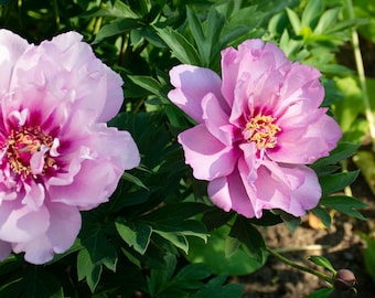 May include: Close-up of two vibrant pink peony flowers in full bloom, showcasing layers of delicate petals. The flowers have a deep magenta center with yellow stamens, set against a backdrop of lush green leaves. The image captures the beauty of nature.