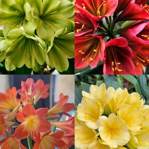 Clivia live  start plant ship with pot ,  No flowers now.