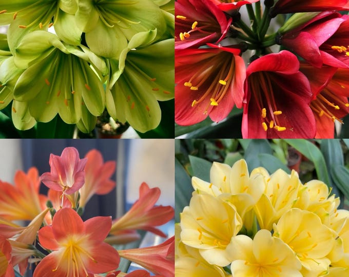 Orange Clivia Foliage Plants flowering Plants Etsy orange-clivia-foliage-plants-flowering-plants-etsy