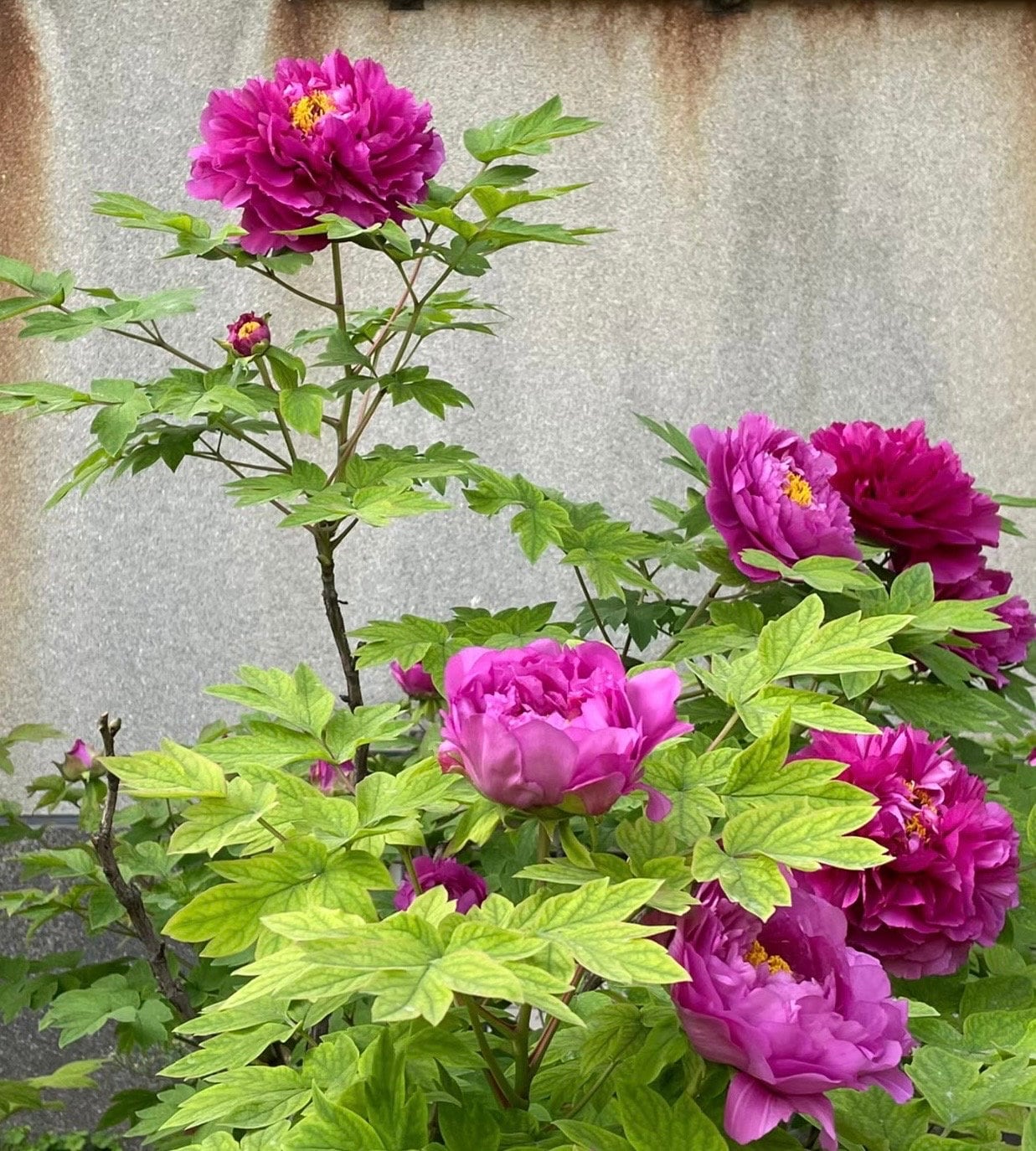 Tree Peony HardLassセット Pre Order Tree Peony “da Wei Zi” 大魏紫 Bare-root. Sprouting
